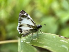 Heliopetes laviana