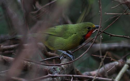 Telophorus viridis