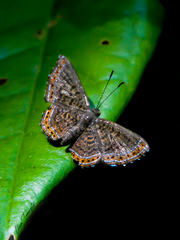 Detritivora gynaea