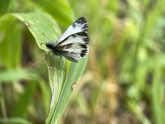 Heliopetes laviana