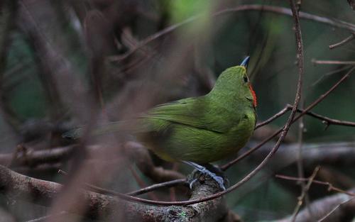 Gorgeous Bushshrike (Telophorus viridis), photo 7