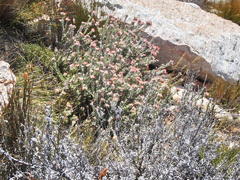 Leucospermum wittebergense