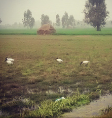 Threskiornis melanocephalus