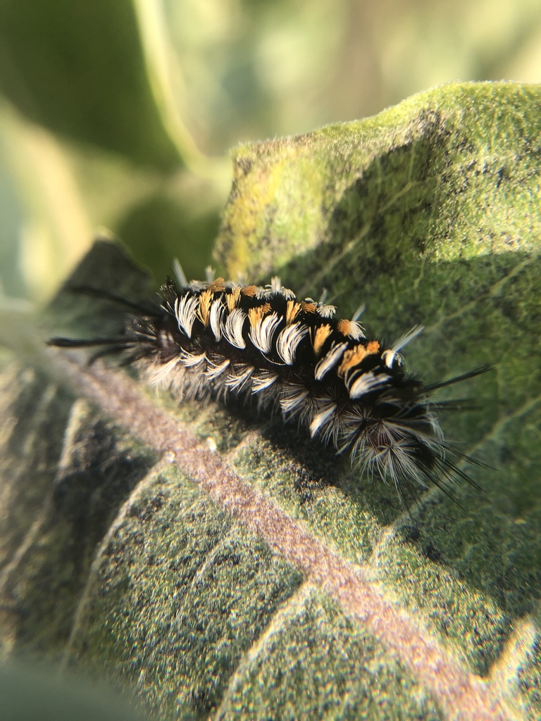 Phaegopterina from E US Hwy 24, Colorado Springs, CO, US on August 18 ...