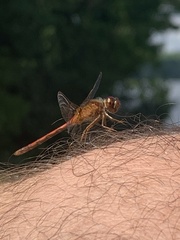 Sympetrum semicinctum