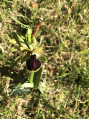 Ophrys exaltata arachnitiformis