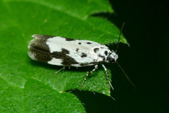 Ethmia quadrillella