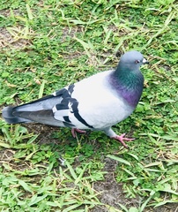 Columba livia domestica
