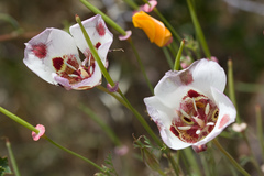 Calochortus venustus