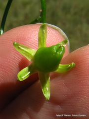 Bowiea volubilis