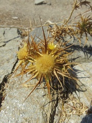 Carlina graeca