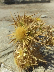 Carlina graeca