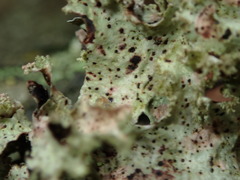 Abrothallus santessonii