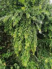 Maytenus peduncularis