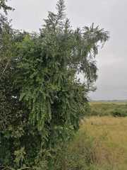 Maytenus peduncularis