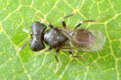Cratomus megacephalus