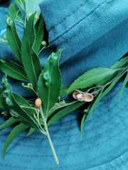 Maytenus peduncularis