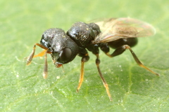 Cratomus megacephalus