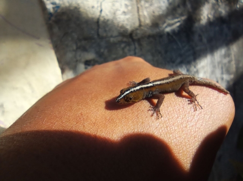 Striped Clawed Gecko, Gonatodes vittatus