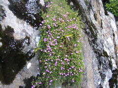 Delosperma grantiae