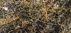 Heliophila juncea