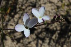 Heliophila juncea