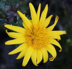Berkheya coriacea