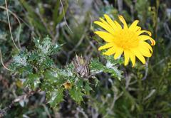 Berkheya coriacea