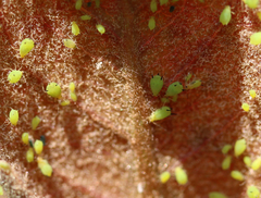 Aphis spiraecola