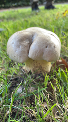 Pseudochitonia