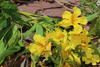 Yellow Trumpetbush - Photo (c) Tony Rebelo, some rights reserved (CC BY-SA), uploaded by Tony Rebelo