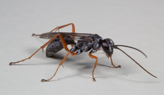 Auplopus mellipes