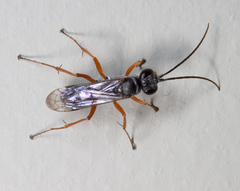 Auplopus mellipes