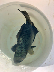 Hyperoglyphe perciformis