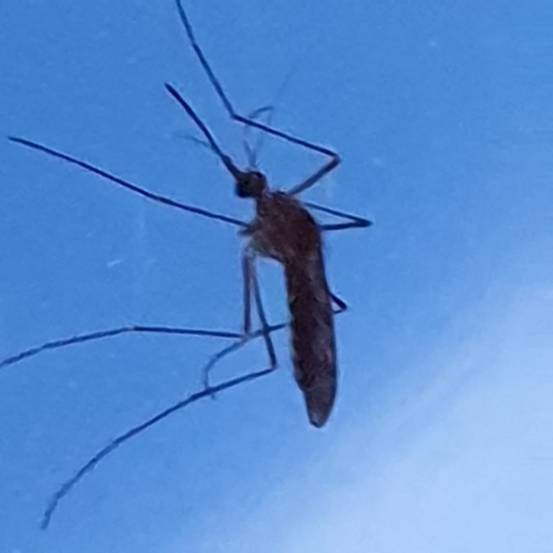 Moustique du froid piquant britannique