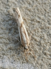 Agriphila