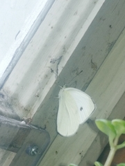 Pieris rapae