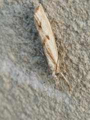 Agriphila