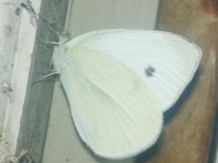 Pieris rapae