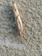 Agriphila
