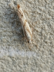 Agriphila