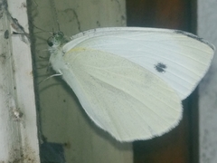 Pieris rapae