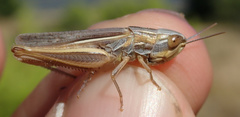 Euchorthippus chopardi