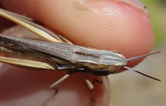 Euchorthippus chopardi