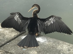 Anhinga anhinga