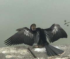 Anhinga anhinga
