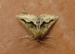 Drepanogynis figurata