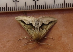 Drepanogynis figurata