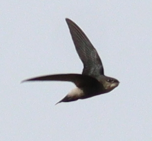 Costa Rican Swift (Chaetura fumosa), photo 5