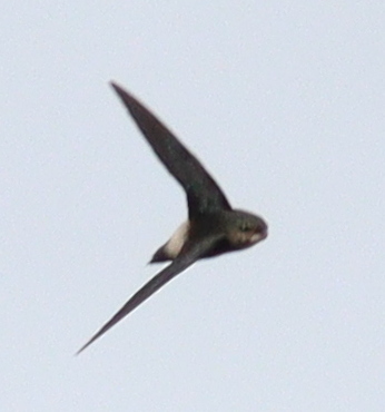 Costa Rican Swift (Chaetura fumosa), photo 6